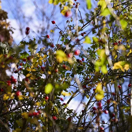 Sleep Space 1 - Green&tiny Spot Birkenmühle Ferienhaus Osterwieck