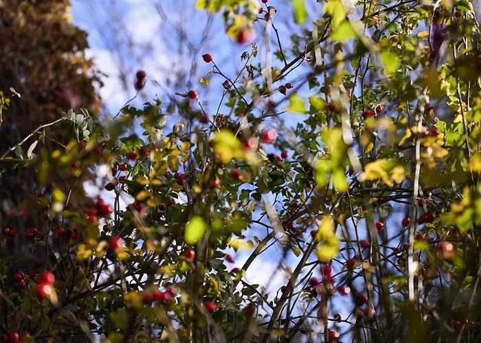 Sleep Space 1 - Green&tiny Spot Birkenmuehle Feriehus Osterwieck
